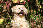 Bolonka Zwetna Portrait