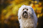 Bolonka Zwetna Portrait