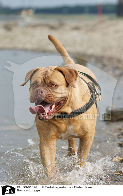 Bordeauxdogge / French Mastiff / BS-01698