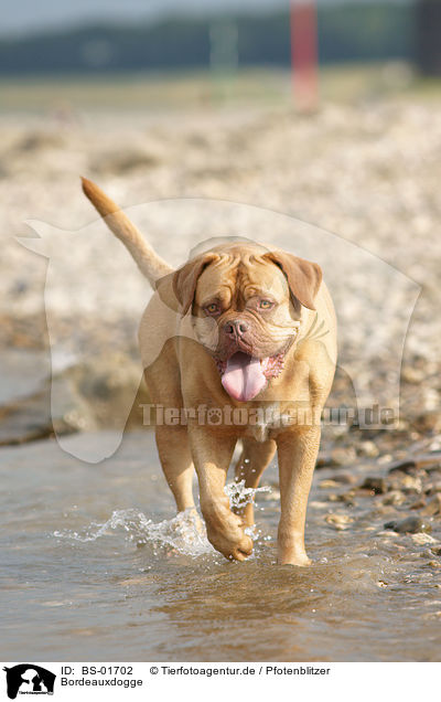 Bordeauxdogge / French Mastiff / BS-01702