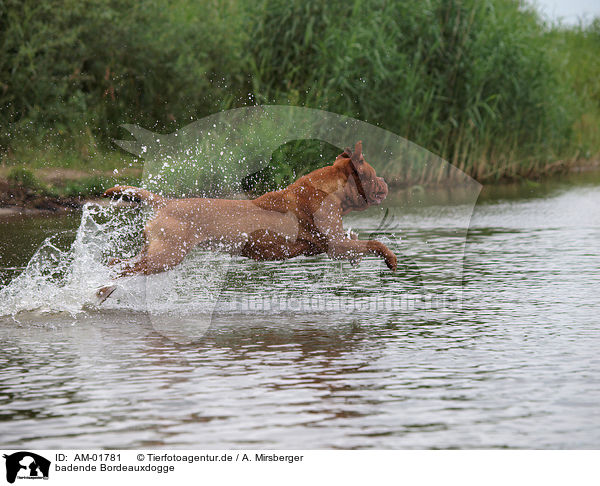 badende Bordeauxdogge / bathing Bordeauxdog / AM-01781