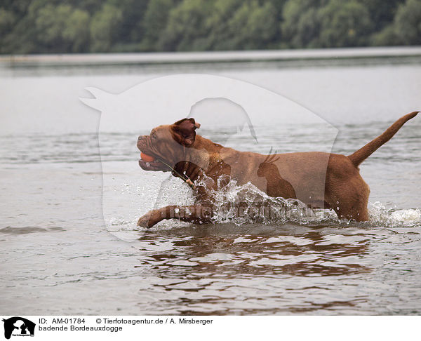 badende Bordeauxdogge / bathing Bordeauxdog / AM-01784