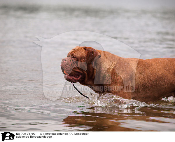 spielende Bordeauxdogge / playing Bordeauxdog / AM-01790