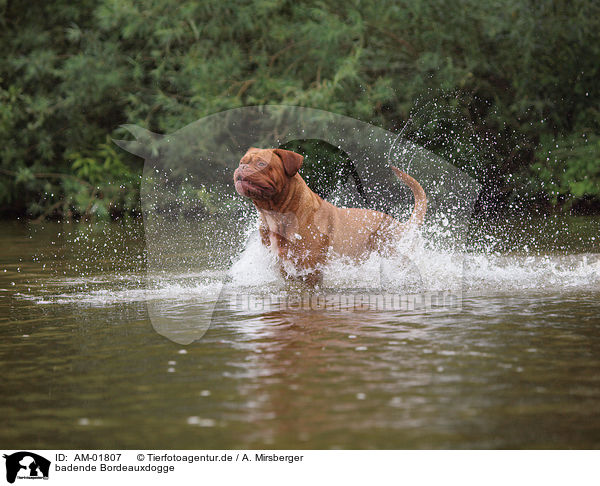 badende Bordeauxdogge / bathing Bordeauxdog / AM-01807