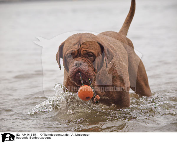 badende Bordeauxdogge / bathing Bordeauxdog / AM-01815