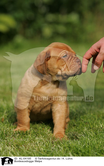 Bordeauxdogge Welpe / Bordeauxdog Puppy / KL-04195