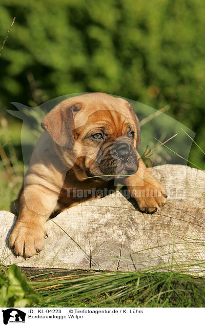 Bordeauxdogge Welpe / Bordeauxdog Puppy / KL-04223