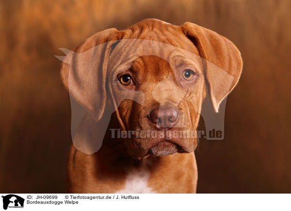 Bordeauxdogge Welpe / Bordeauxdog Puppy / JH-09699