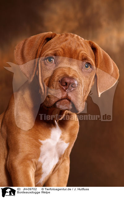 Bordeauxdogge Welpe / Bordeauxdog Puppy / JH-09702