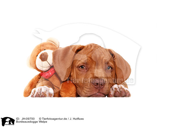 Bordeauxdogge Welpe / JH-09750