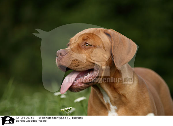 Bordeauxdogge Welpe / Bordeauxdog Puppy / JH-09758
