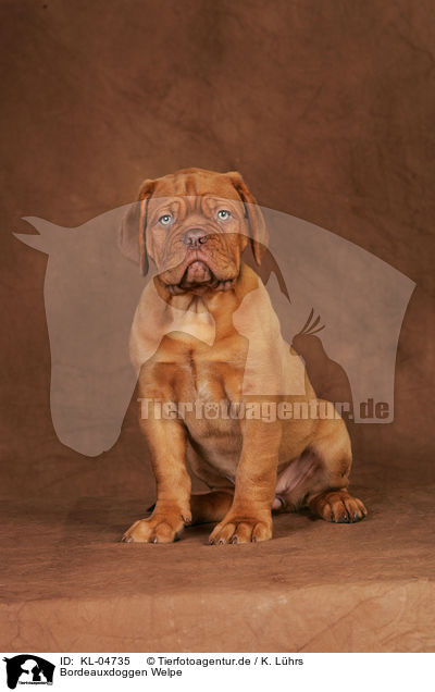 Bordeauxdoggen Welpe / Bordeauxdog Puppy / KL-04735