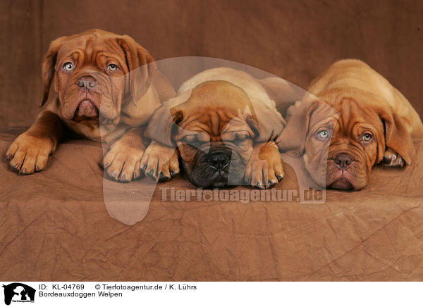 Bordeauxdoggen Welpen / Bordeauxdog Puppies / KL-04769