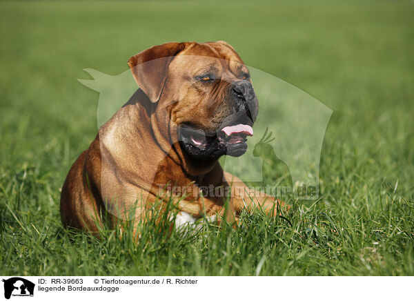 liegende Bordeauxdogge / lying dogue de bordeaux / RR-39663
