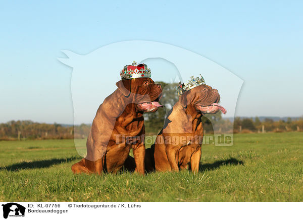 Bordeauxdoggen / Bordeaux dogs / KL-07756
