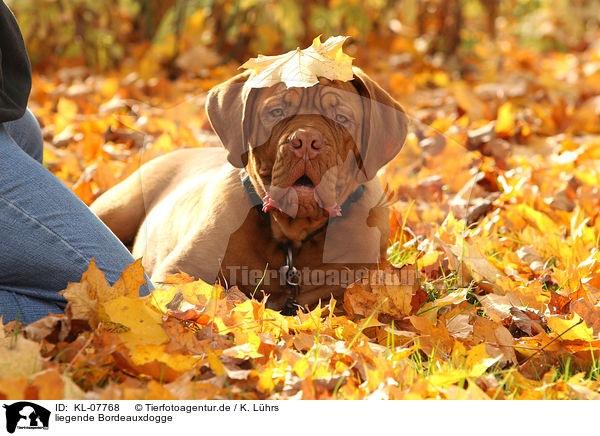 liegende Bordeauxdogge / KL-07768