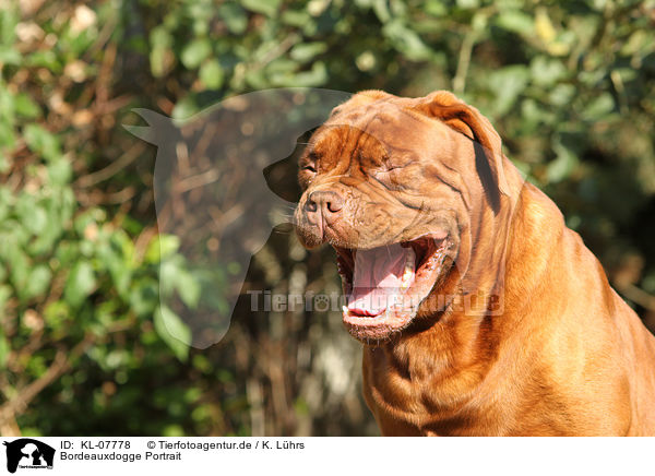 Bordeauxdogge Portrait / Bordeaux dog portrait / KL-07778