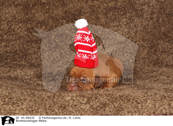 Bordeauxdogge Welpe / KL-08232