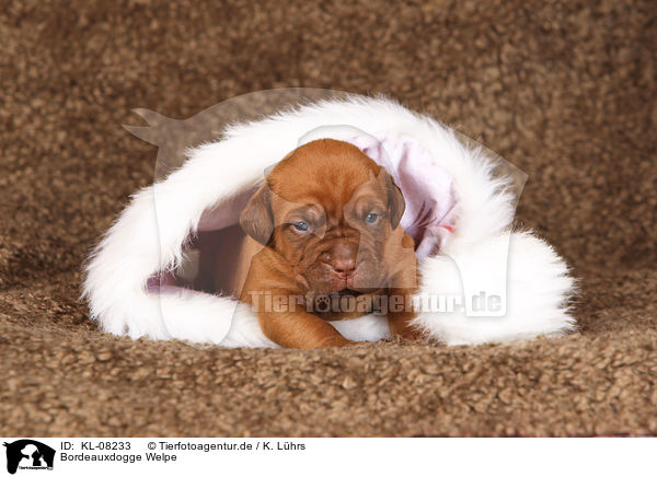 Bordeauxdogge Welpe / Bordeaux Dog Puppy / KL-08233