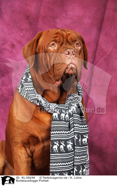 Bordeauxdogge Portrait / Bordeaux Dog Portrait / KL-08246
