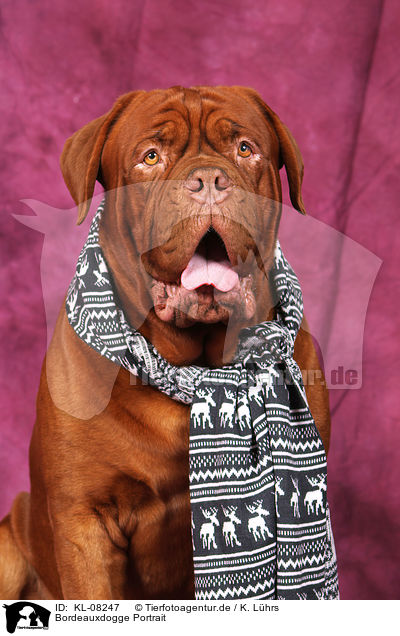 Bordeauxdogge Portrait / Bordeaux Dog Portrait / KL-08247