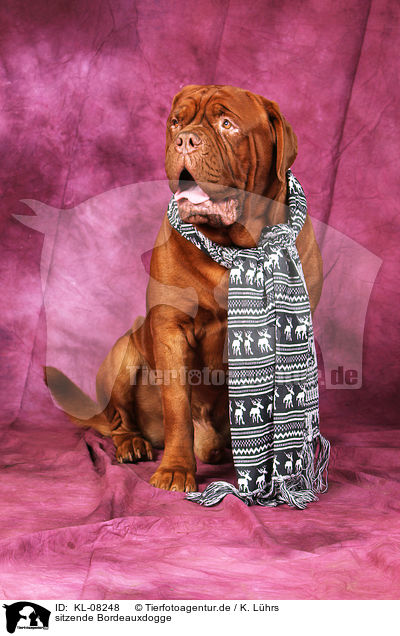sitzende Bordeauxdogge / sitting Bordeaux Dog / KL-08248