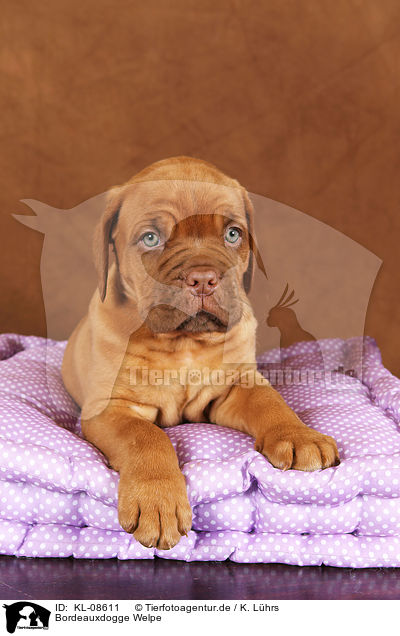 Bordeauxdogge Welpe / Dogue de Bordeaux Puppy / KL-08611