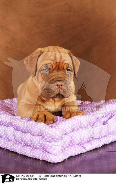 Bordeauxdogge Welpe / Dogue de Bordeaux Puppy / KL-08631