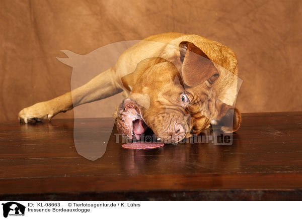 fressende Bordeauxdogge / eating Bordeauxdog / KL-08663