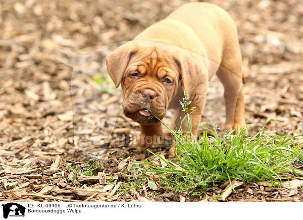 Bordeauxdogge Welpe / Dogue de Bordeaux Puppy / KL-09406