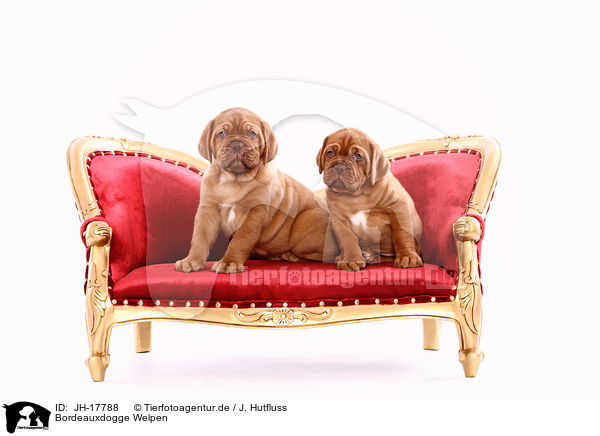 Bordeauxdogge Welpen / Dogue de Bordeaux Puppies / JH-17788