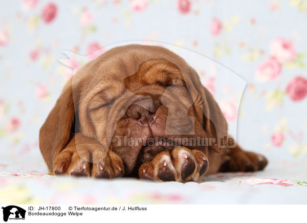 Bordeauxdogge Welpe / Dogue de Bordeaux Puppy / JH-17800