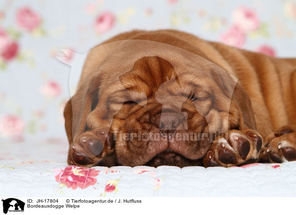 Bordeauxdogge Welpe / Dogue de Bordeaux Puppy / JH-17804
