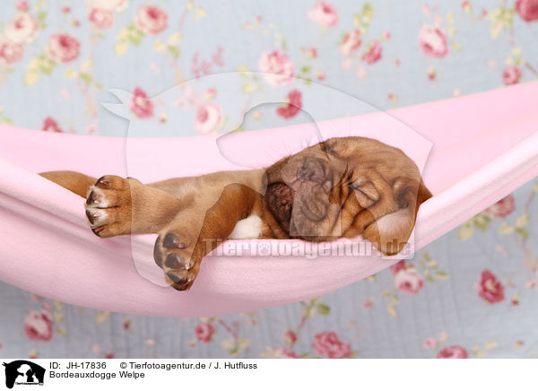Bordeauxdogge Welpe / Dogue de Bordeaux Puppy / JH-17836
