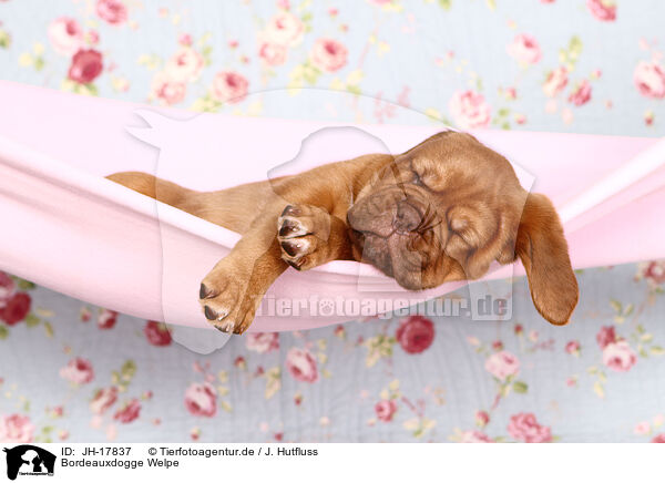 Bordeauxdogge Welpe / Dogue de Bordeaux Puppy / JH-17837