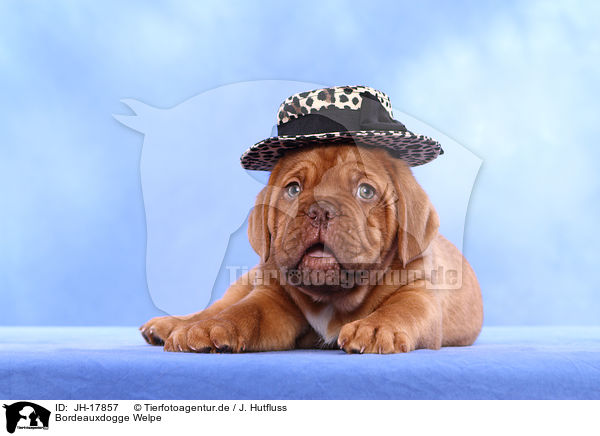 Bordeauxdogge Welpe / JH-17857