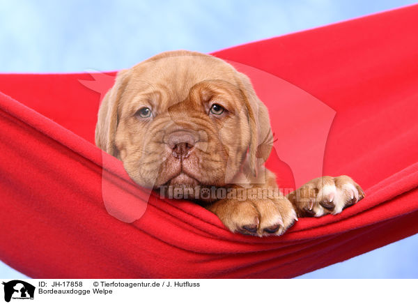 Bordeauxdogge Welpe / Dogue de Bordeaux Puppy / JH-17858