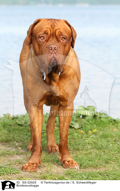 Bordeauxdogge / Bordeauxdog / SS-32929