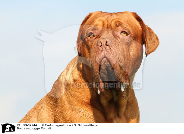 Bordeauxdogge Portrait / Bordeauxdog Portrait / SS-32944