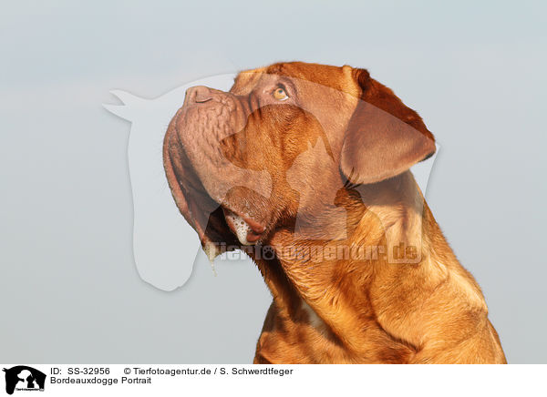 Bordeauxdogge Portrait / Bordeauxdog Portrait / SS-32956