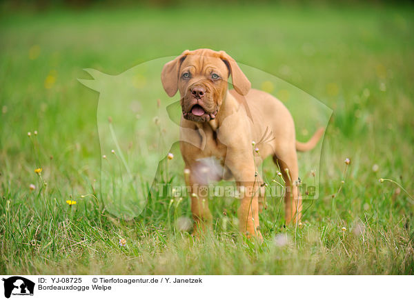 Bordeauxdogge Welpe / Dogue de Bordeaux Puppy / YJ-08725