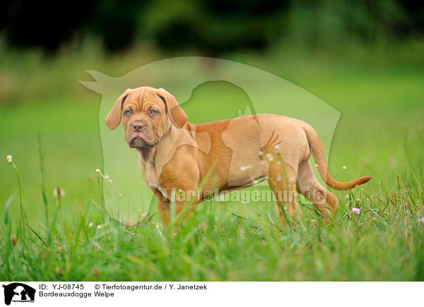Bordeauxdogge Welpe / Dogue de Bordeaux Puppy / YJ-08745