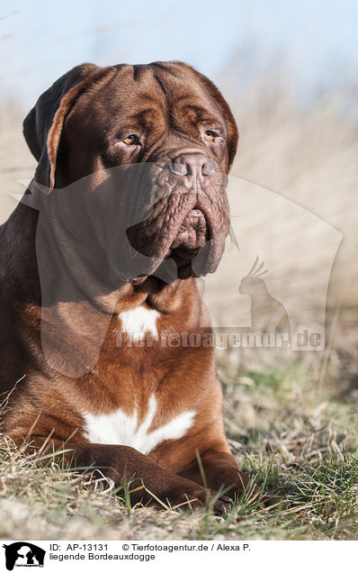 liegende Bordeauxdogge / lying Dogue de Bordeaux / AP-13131