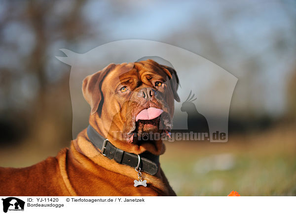 Bordeauxdogge / YJ-11420