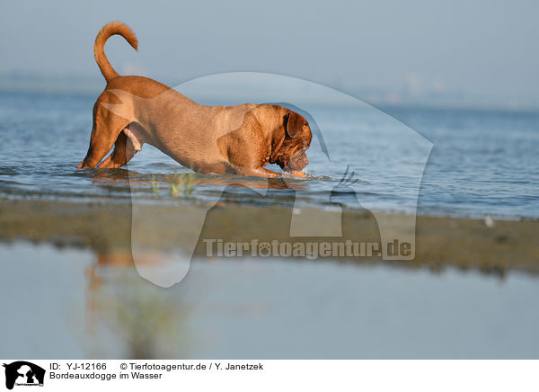Bordeauxdogge im Wasser / Dogue de Bordeaux in the water / YJ-12166