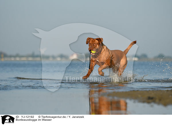 Bordeauxdogge im Wasser / Dogue de Bordeaux in the water / YJ-12192