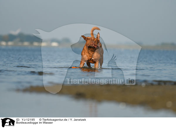 Bordeauxdogge im Wasser / Dogue de Bordeaux in the water / YJ-12195