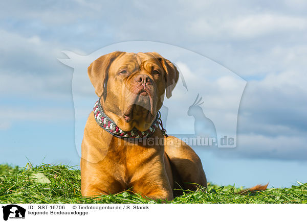 liegende Bordeauxdogge / lying Dogue de Bordeaux / SST-16706
