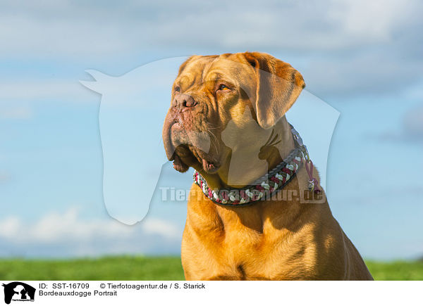 Bordeauxdogge Portrait / Dogue de Bordeaux Portrait / SST-16709