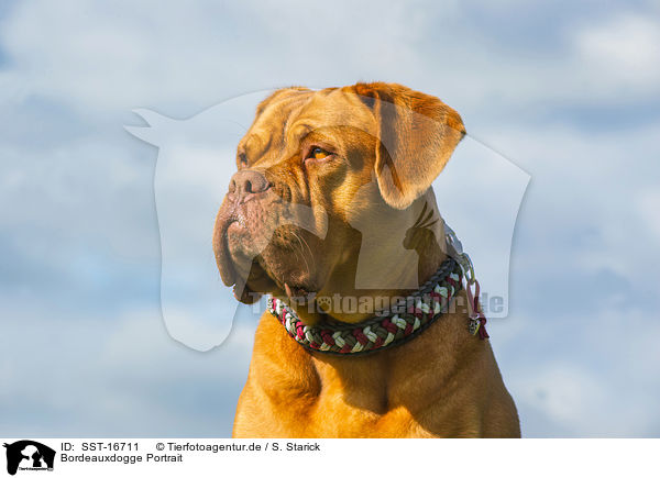 Bordeauxdogge Portrait / Dogue de Bordeaux Portrait / SST-16711